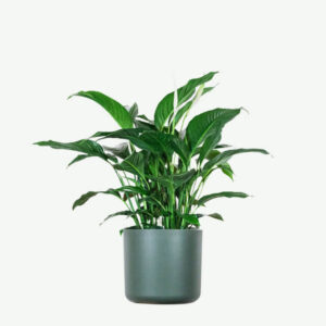 plants-ecommerce-product-featured-img-15 Spathiphyllum